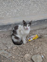 A grey and white stray cat sits on a patch of gravel and rubble against a concrete curb, looking directly at the camera with bright green eyes. A discarded Peki *milk slice* wrapper lies on the ground beside it.
