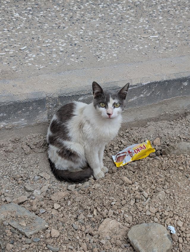 A grey and white stray cat sits on a patch of gravel and rubble against a concrete curb, looking directly at the camera with bright green eyes. A discarded Peki *milk slice* wrapper lies on the ground beside it.