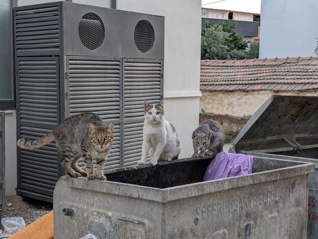 The same three cats in a similar position on the dumpster rim, now all facing the camera. The tabby on the left crouching alertly, the white cat sitting upright in the middle and the grey tabby on the right in a low stance.