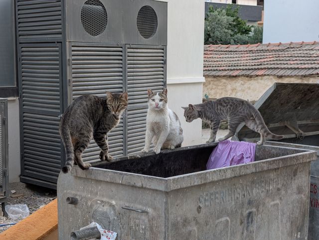 Three stray cats perched on the rim of an open metal dumpster. A tabby on the left, a white and grey cat in the middle looking at the camera and a grey tabby on the right peering into the bin. A louvred HVAC unit and tiled rooftops are visible in the background.