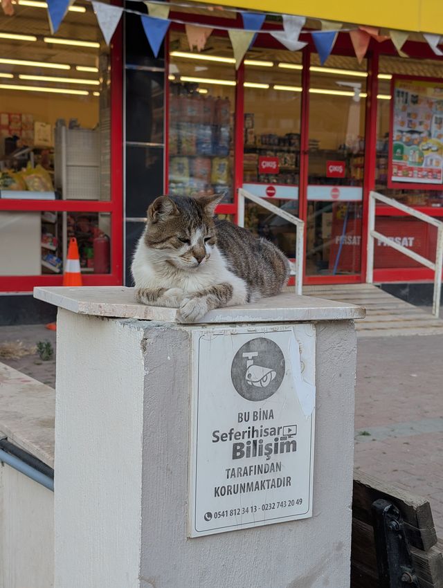 The same tabby and white stray cat remains in the same spot, now looking down with half-closed eyes.