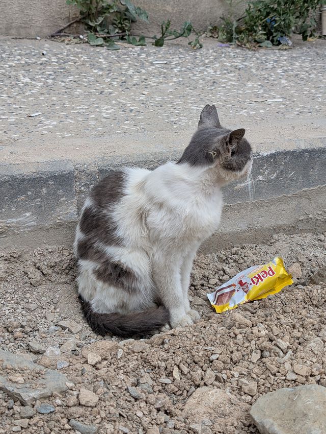 The same grey and white stray cat sits on the same patch of gravel, turned away from the camera and looking to the side. The discarded Peki *milk slice* wrapper remains on the ground beside it.