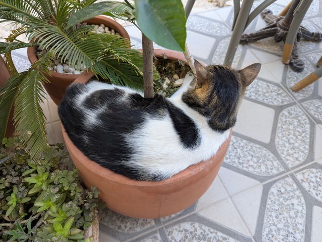 Top-down view of a calico and white cat curled up asleep inside a terracotta plant pot, wrapped around the plant's stem.