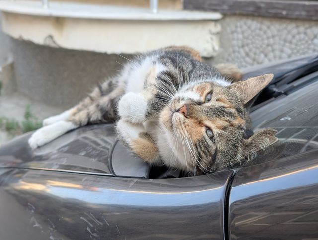 The same cat rolled fully onto its back on the car bonnet, head tilted upside down, still looking at the camera.