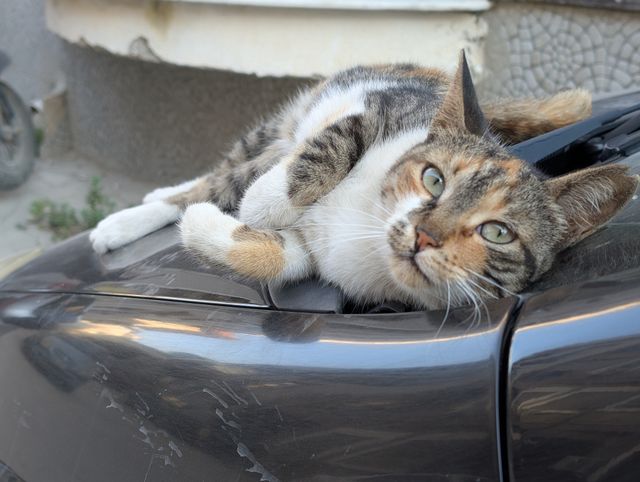 The same cat rolled onto its side on the car bonnet, looking up at the camera with wide green eyes.