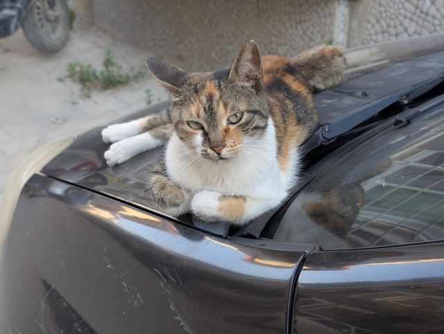 The same calico tabby cat in the same position, now looking at the camera with half-closed green eyes.