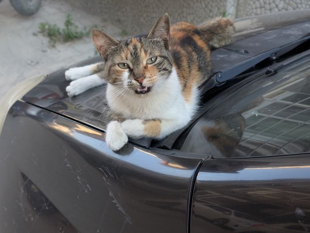 A calico tabby stray cat lounging on a dark car bonnet with paws draped over the windscreen wiper, mouth open mid-meow.