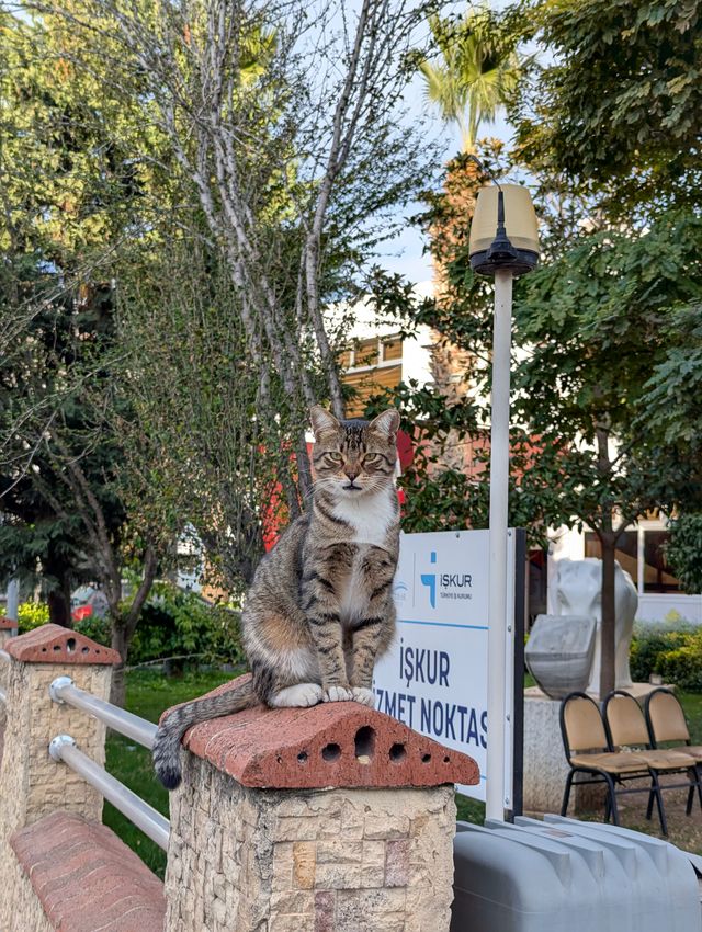 A tabby cat sitting on a brick fence pillar, looking directly at the camera, with a government office sign and trees in the background.
