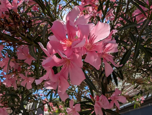 A close-up shot looking up through a blooming pink oleander (nerium oleander) tree, with several clusters of bright pink flowers filling the frame. Dark narrow leaves frame the blossoms against a clear blue sky.