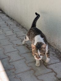 A tabby and white stray cat walking toward the camera along a textured plaster wall on a cobblestone pavement, tail raised, with a focused expression.